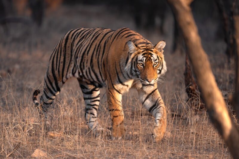 A Bengal tiger walks through dry grass in a sunlit forest, its orange fur and black stripes standing out against the brown and yellow background. Its gaze is focused forward as it moves quietly.
