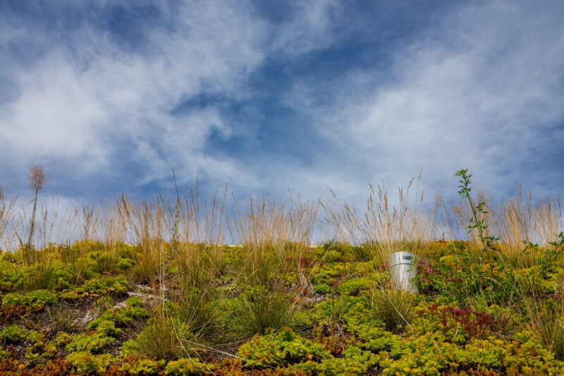 A green roof covered with various grasses and plants under a blue sky with wispy clouds; a small metal vent protrudes from the vegetation.