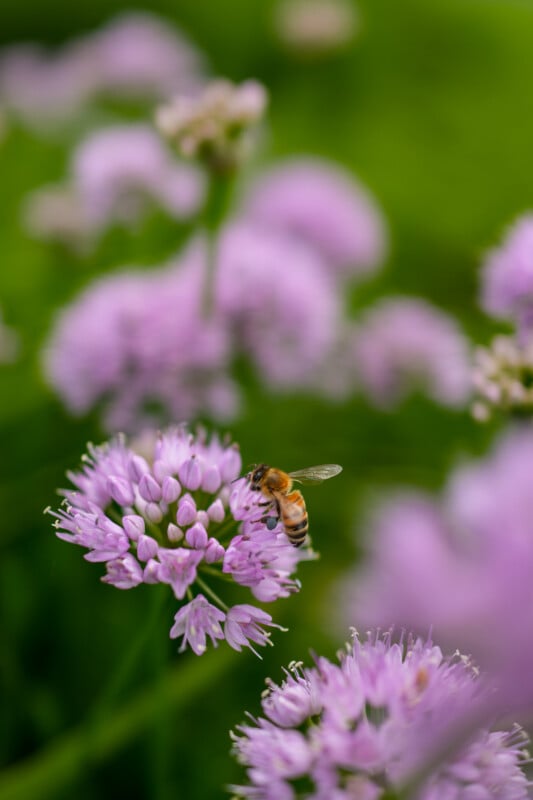 A close-up of a bee collecting nectar from a cluster of small, light purple flowers with a blurred green and purple background.