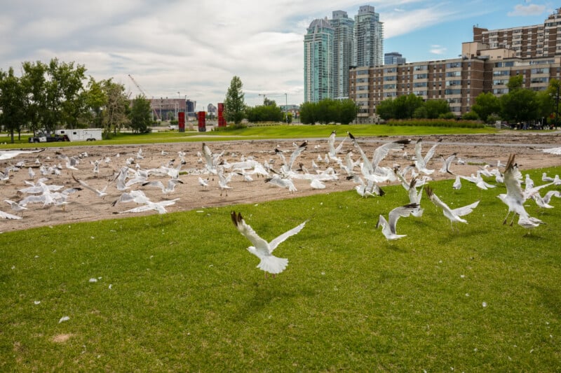 A flock of seagulls takes flight from a grassy and sandy park area, with tall apartment buildings and trees in the background under a partly cloudy sky.