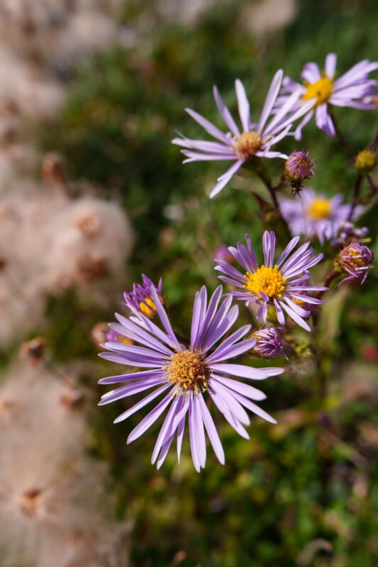 Close-up of purple wildflowers with yellow centers in focus, surrounded by green foliage and blurred beige seed heads in the background.