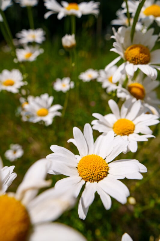 Close-up of blooming white daisies with yellow centers in a sunlit field, with a blurred green background and more daisies in the distance.