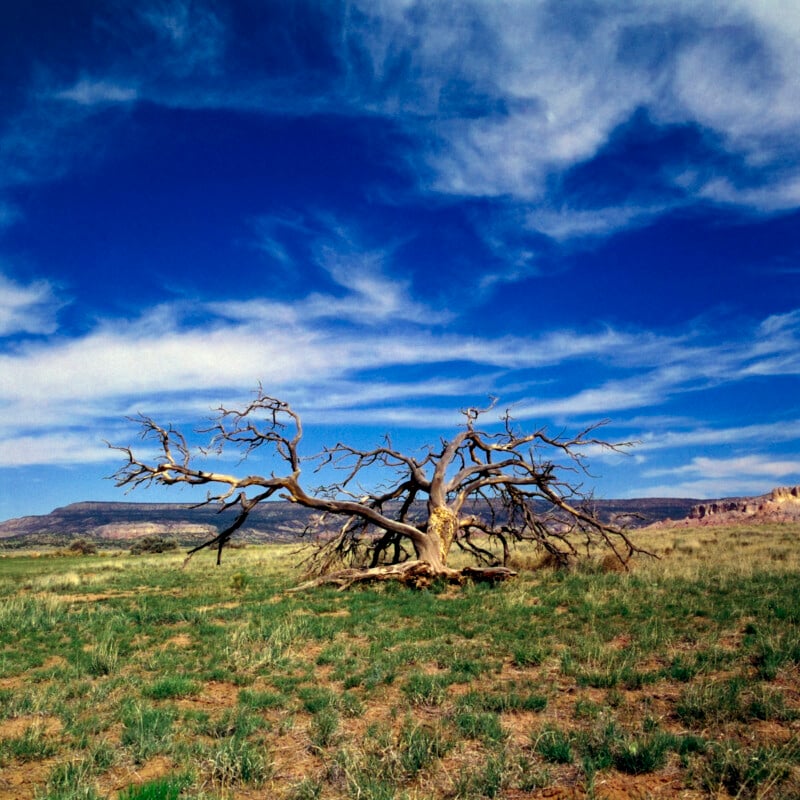 A leafless, gnarled tree stands alone in a grassy field under a vivid blue sky with wispy white clouds. Low hills appear in the distant background.