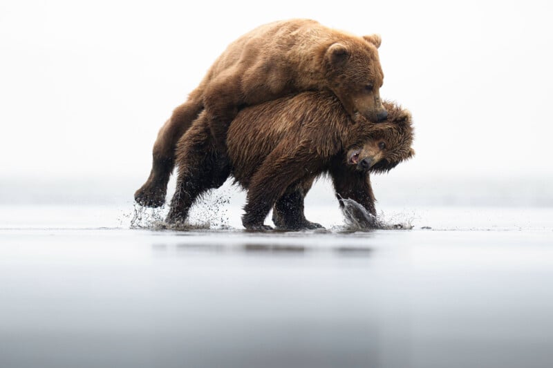 Two brown bears stand in shallow water; one bear mounts the other from behind, likely engaging in mating behavior, while water splashes around their feet against a bright, blurred background.