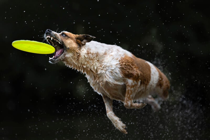 A wet dog leaps mid-air with its mouth open, about to catch a bright yellow-green frisbee, with water droplets flying around against a dark background.