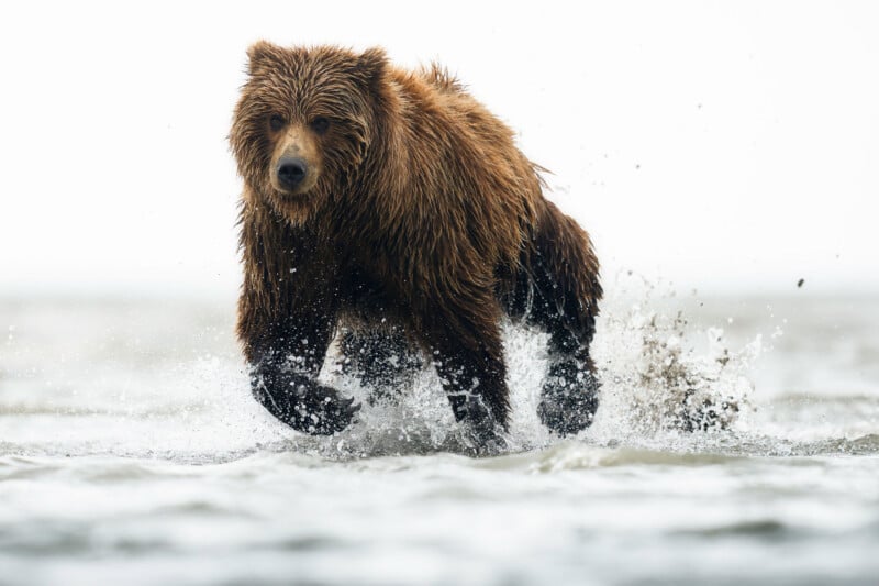 A brown bear runs through shallow water, splashing as it moves forward with a focused expression. The background is bright and blurred, emphasizing the bear’s motion.