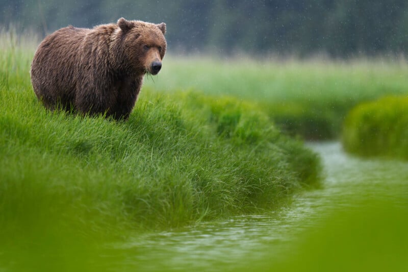 A large brown bear stands on a grassy riverbank, gazing toward the water. The background is lush and green, with light rain visible, and the scene appears calm and natural.