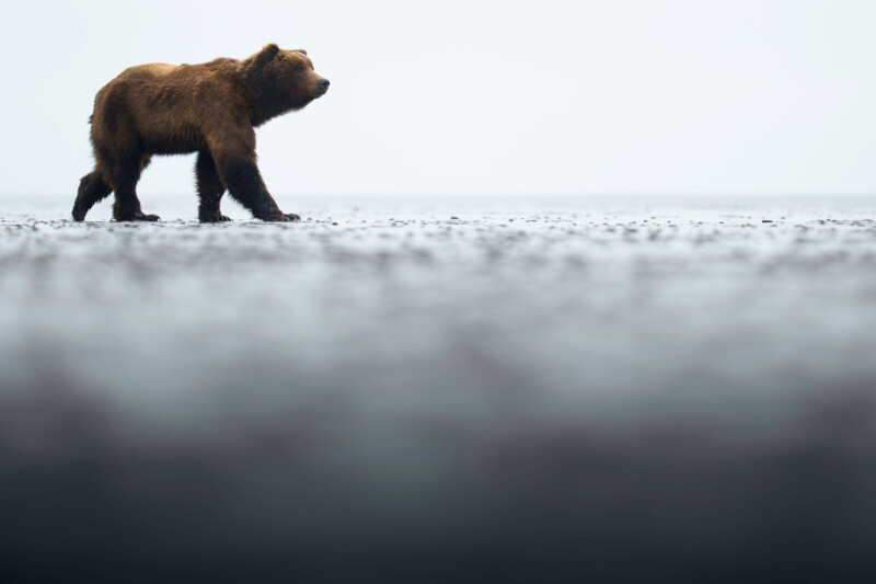 A brown bear walks alone across a flat, misty landscape, with a blurred foreground and a pale, overcast sky in the background.