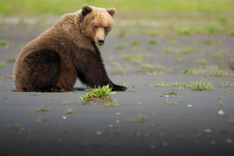 A brown bear sits on sandy ground with sparse green grass, looking slightly over its shoulder. The background is blurred, showing more grass and an open, natural landscape.