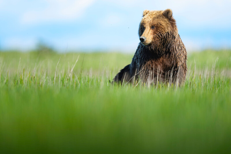 A brown bear stands in tall green grass, looking to the side. The background is blurred, with hints of blue sky and distant greenery.