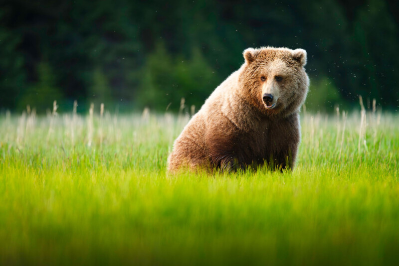 A brown bear sits in tall green grass with a blurred forest background, looking slightly to the side. Small insects are visible around its head.