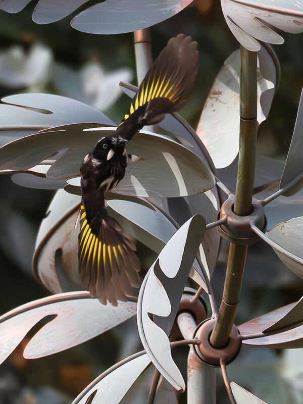 A black and white bird with yellow streaks on its wings flies near a metallic sculpture of large leaves. The bird's wings are spread wide as it maneuvers around the shiny, silver-grey sculpture.