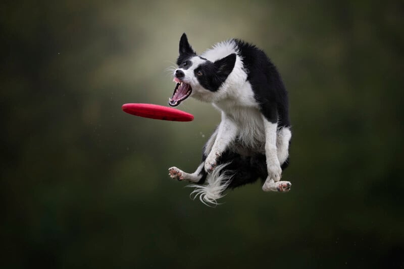 A black and white Border Collie leaps in mid-air with its mouth open, aiming to catch a red frisbee against a blurred green background.