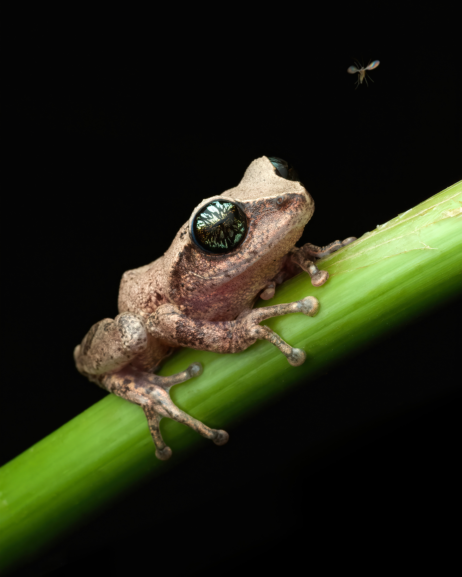 Photographer Turns Fear into Fascination Through Her Macro Insect Shots ...