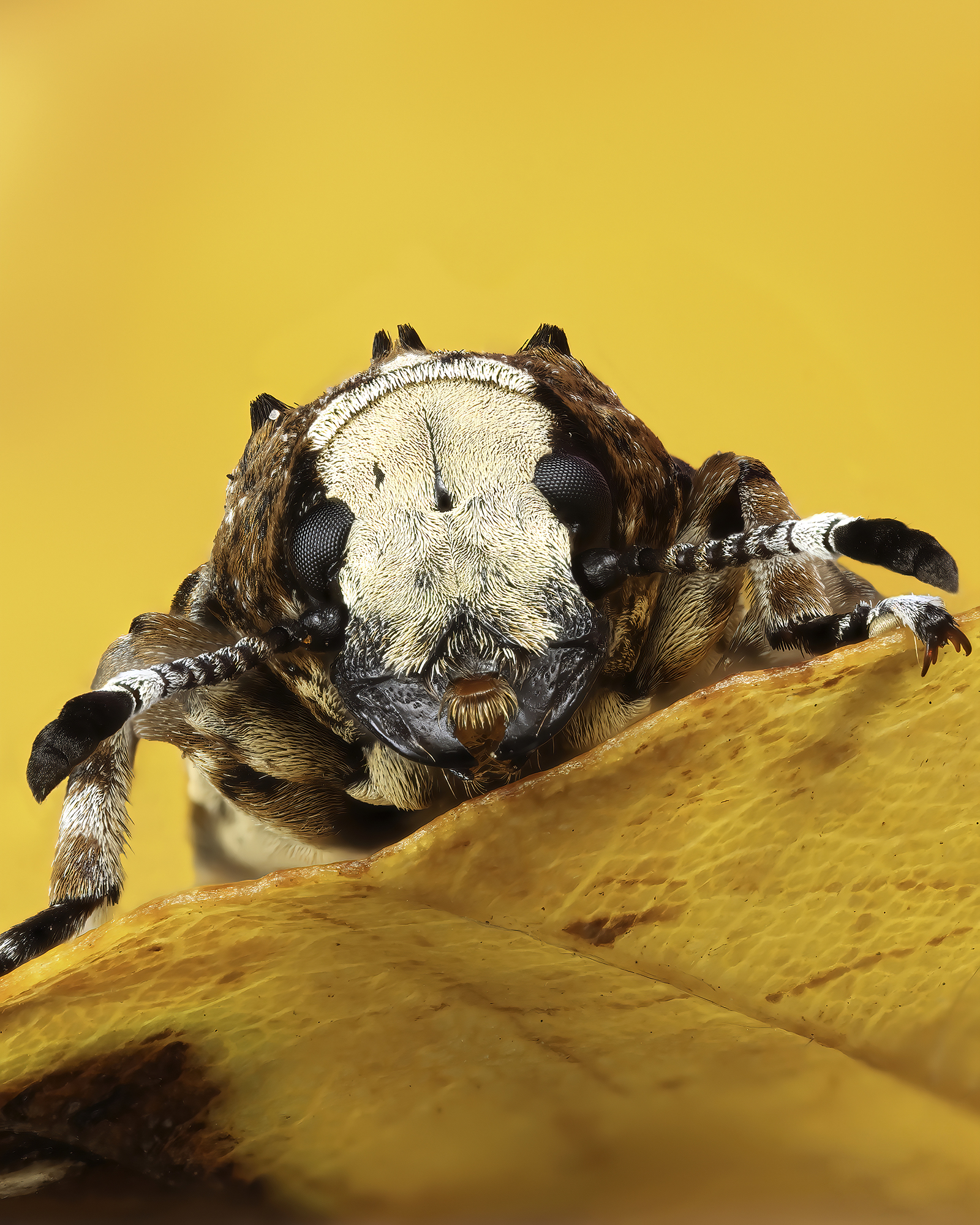 Photographer Turns Fear into Fascination Through Her Macro Insect Shots ...