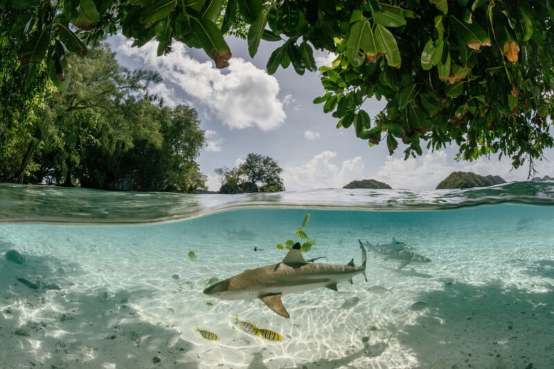 A split-view image shows clear blue water with sharks and tropical fish swimming near the sandy bottom, while lush green trees and leaves hang over the shoreline above the surface.