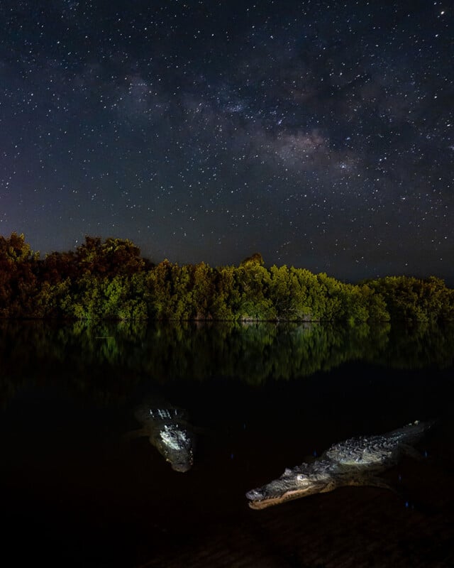 Two crocodiles float in dark water at night, partially illuminated, with dense green trees behind them and a star-filled sky, including the Milky Way, overhead.