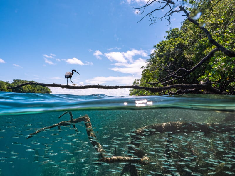 A split-level photo shows a bird standing on a branch over clear water, with a school of small fish swimming below and lush green trees and blue sky in the background.