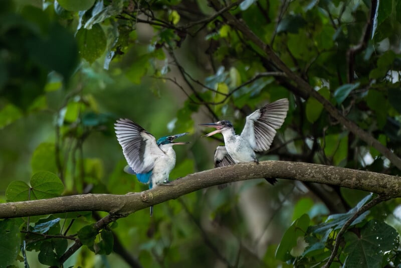 Two birds with blue and white feathers face each other on a tree branch, wings spread wide, surrounded by dense green leaves, appearing to interact or communicate.