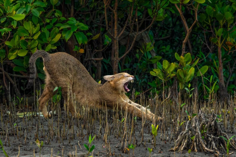 A wild cat stretches and yawns on muddy ground surrounded by mangrove trees and roots, with its back arched and mouth wide open.