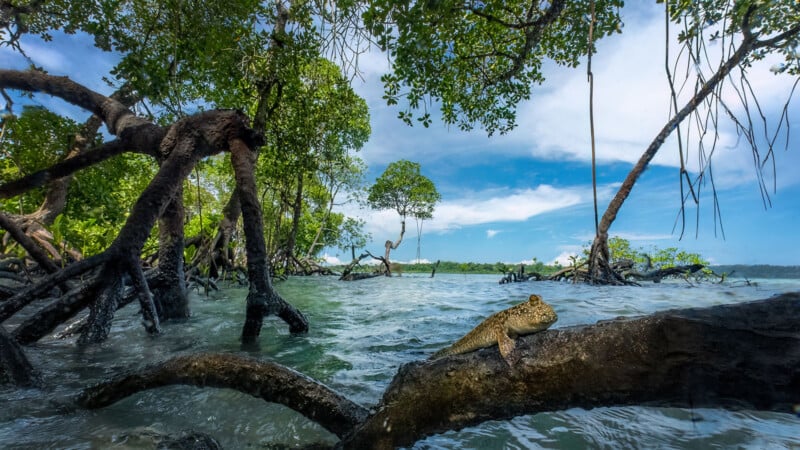 A mudskipper rests on a mangrove root above shallow water, surrounded by mangrove trees with exposed roots under a bright blue sky with scattered clouds.