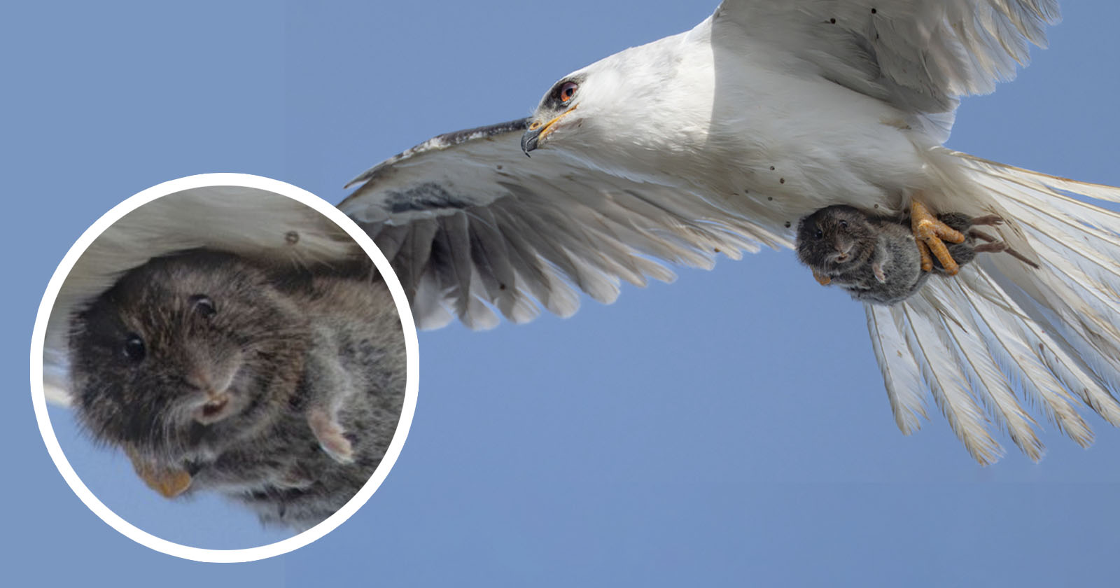 A white bird of prey flies through a blue sky, clutching a small, brown rodent in its talons. An inset shows a close-up of the rodent’s face as it’s being carried away.