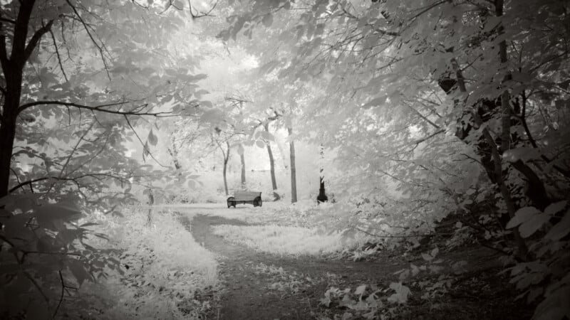 A park scene in black and white, with a bench surrounded by trees and foliage. Sunlight filters through the leaves, creating a soft, dreamy atmosphere along a winding path.