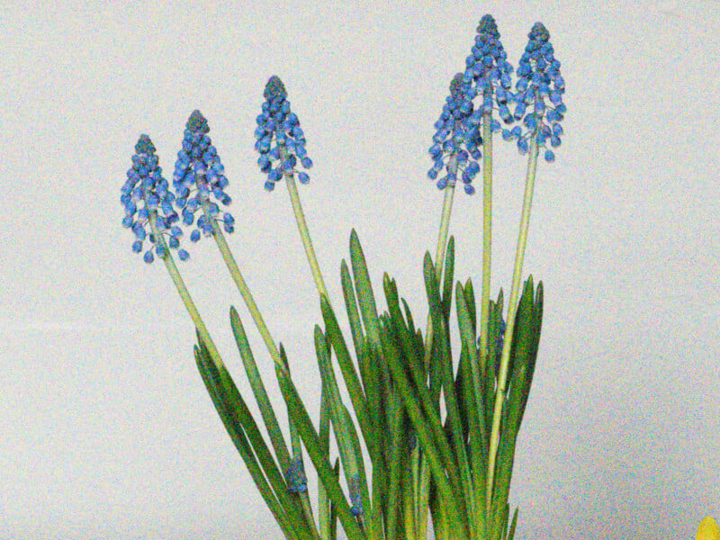 A cluster of grape hyacinth flowers with tall green leaves and multiple stems topped with small, tightly packed blue blossoms, set against a plain light background.