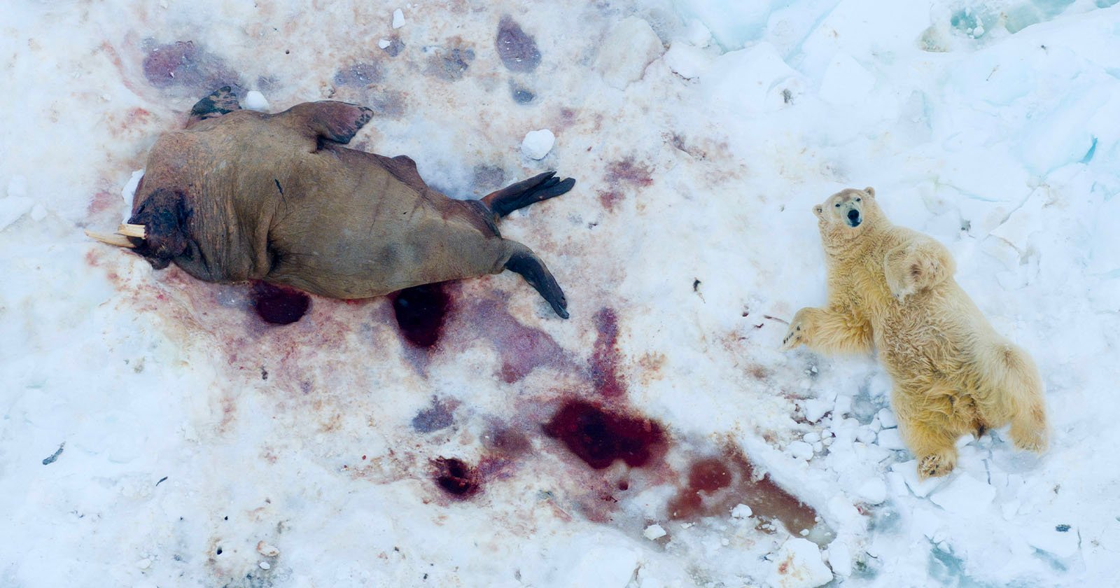 A polar bear and her cub rest on snowy, blood-stained ice next to the carcass of a walrus. The scene highlights survival and the harsh realities of life in the Arctic.
