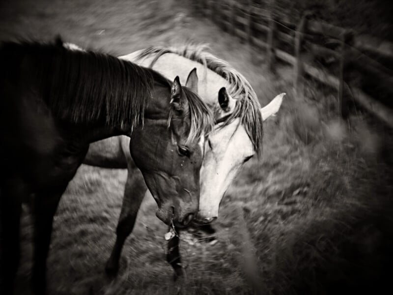 Two horses nuzzle each other affectionately in a grassy, fenced field. The black-and-white image has a soft, dreamy focus, highlighting the gentle interaction between the animals.