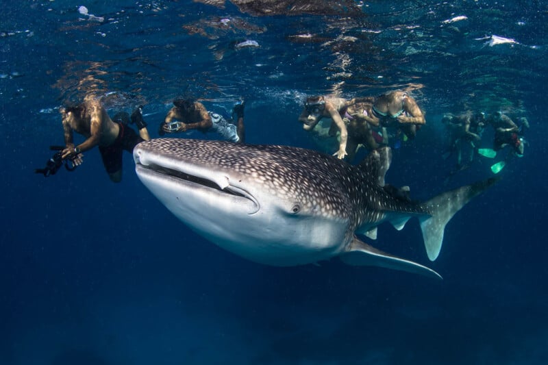 A group of snorkelers swims near a large whale shark in clear blue water, observing and photographing the gentle giant as it glides peacefully beneath the surface.