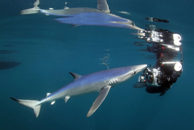 A blue shark swims near the surface of clear water, closely approaching an underwater photographer with a large camera, both reflected on the water above.