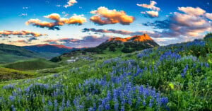 A vibrant hillside covered in purple and yellow wildflowers overlooks a distant mountain peak bathed in golden sunlight, beneath a sky filled with colorful clouds at sunrise or sunset.