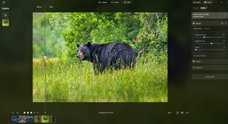 A black bear in grass.