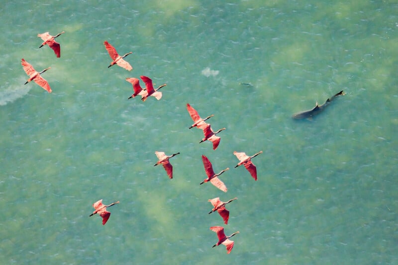 Aerial view of a flock of pink birds flying over greenish water, with a large dark fish or shark swimming below the surface to the right of the birds.