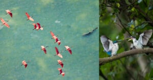 A split image: on the left, a flock of pink birds flies over green water; on the right, two blue-gray birds with open wings and beaks face each other on a tree branch surrounded by green leaves.