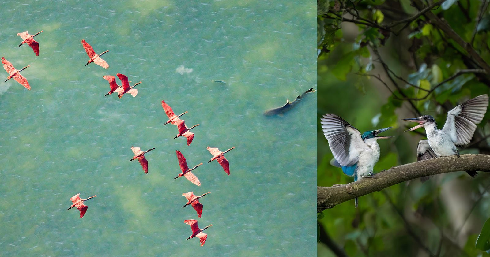 A split image: on the left, a flock of pink birds flies over green water; on the right, two blue-gray birds with open wings and beaks face each other on a tree branch surrounded by green leaves.