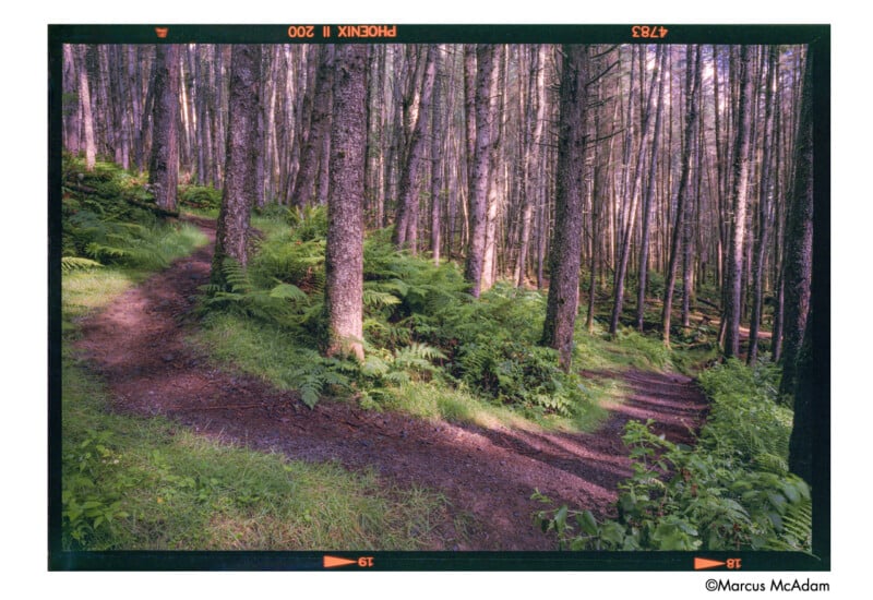 A winding dirt path curves through a dense forest of tall, straight trees with lush green ferns and grass covering the forest floor. Sunlight filters through the canopy, creating a serene atmosphere.