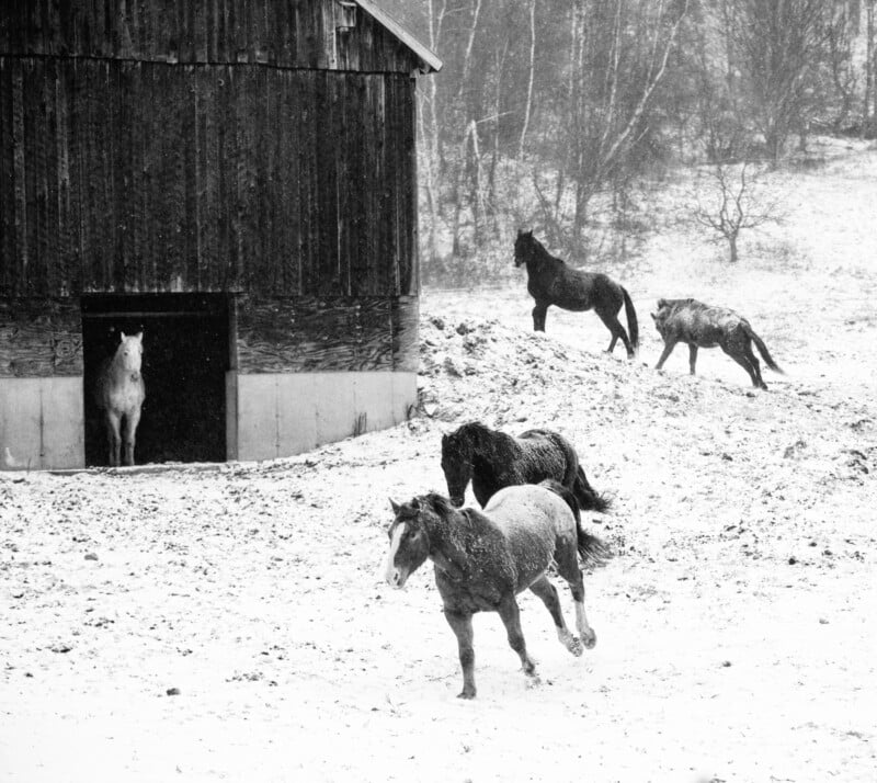 Four horses stand and run in a snowy field near a wooden barn. One horse is in the barn doorway, while the others are outside on the snow-covered ground. Trees and a hillside are visible in the background.