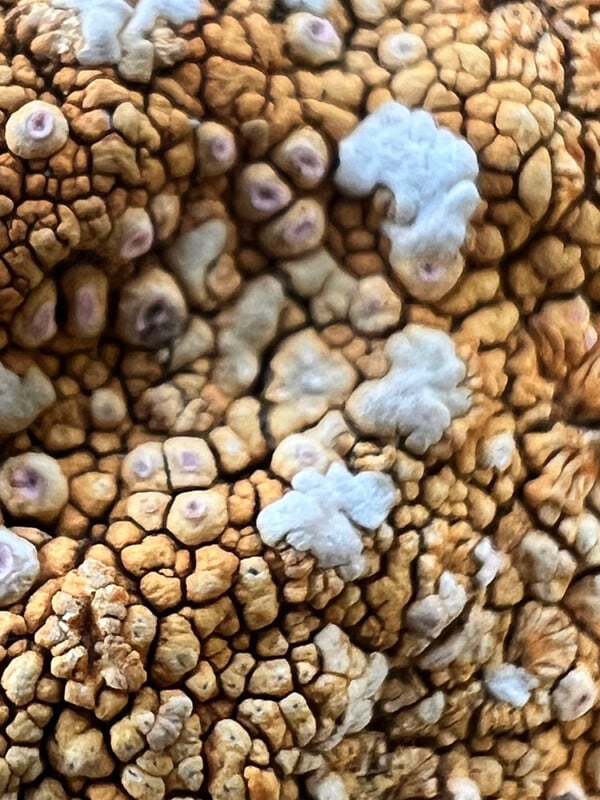 Close-up of a textured, bumpy surface with clusters of tan, brown, and white irregular shapes, resembling natural formations or coral.