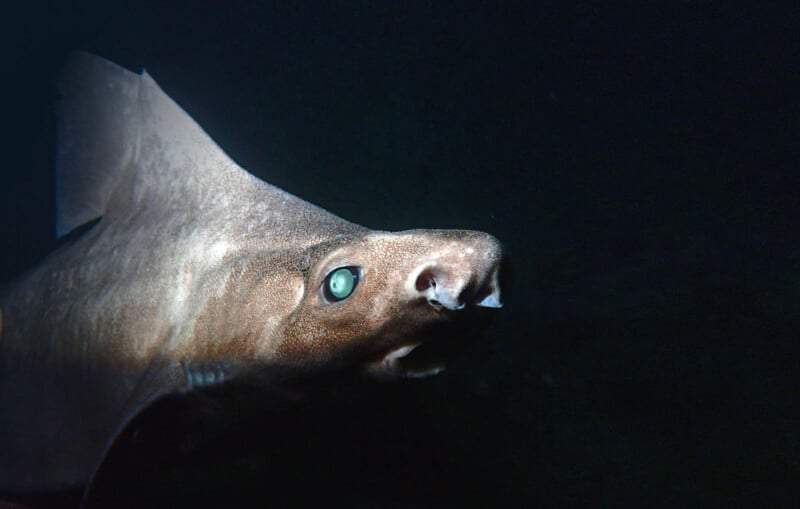 A close-up of a deep-sea shark with glowing blue-green eyes and rough brownish skin, swimming in dark water.