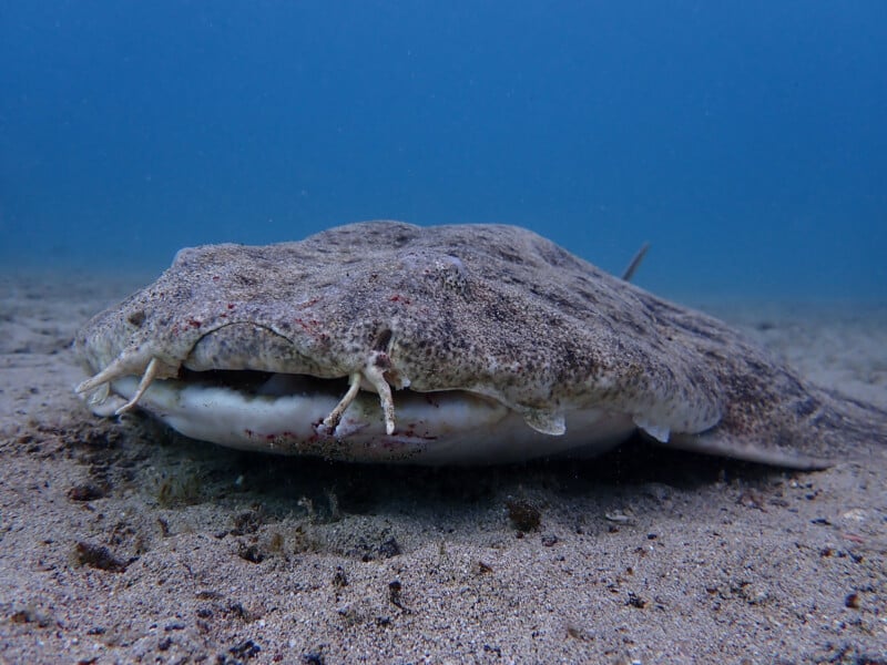 A close-up underwater image of a wobbegong shark lying on the sandy ocean floor. The shark has a flat, mottled body and distinctive whisker-like barbels around its mouth.