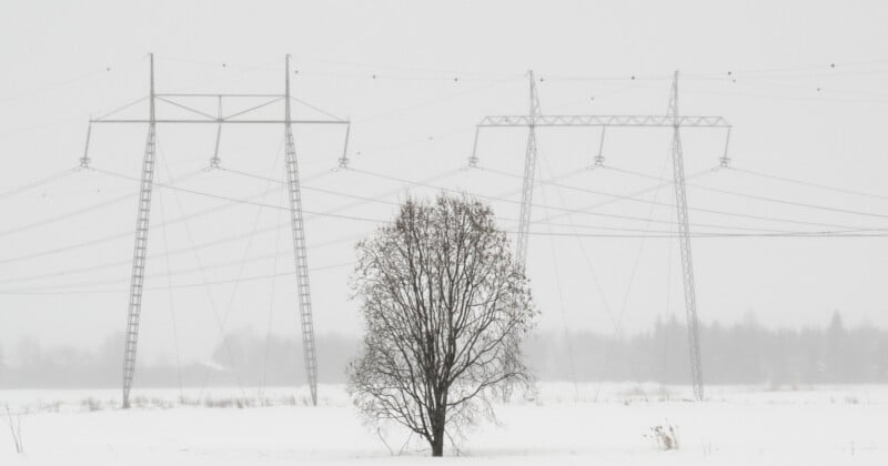 A leafless tree stands alone in a snowy field, with tall power lines and electrical towers in the background on a foggy, overcast day.
