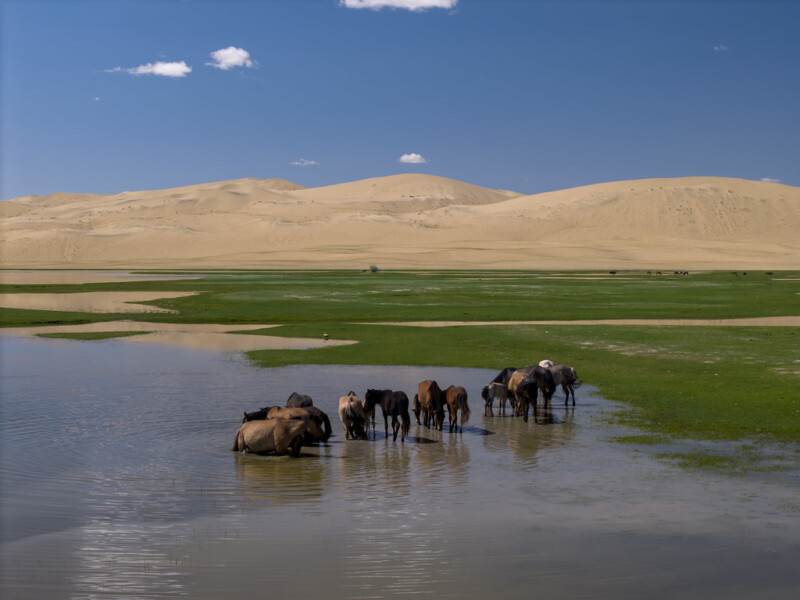 A group of horses stands in a shallow pond, drinking water, surrounded by green grassland with sandy desert dunes and a clear blue sky in the background.
