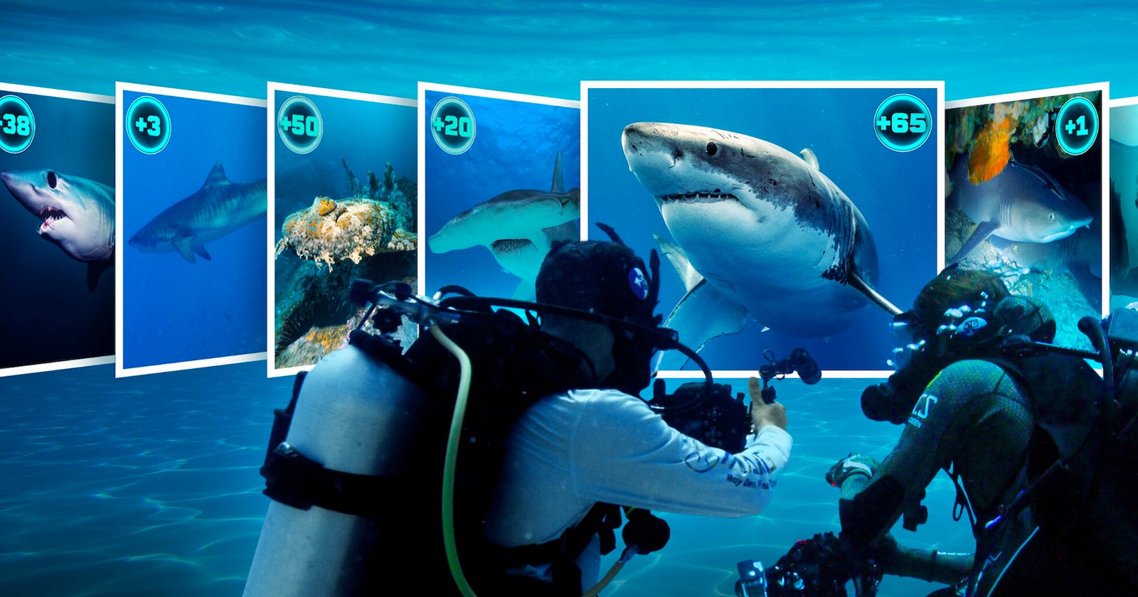New Netflix Show Offers ,000 for Getting Photos of the World’s Rarest Sharks