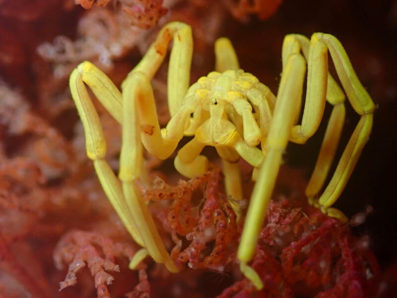 A bright yellow spider crab with long, slender legs clings to reddish coral underwater, blending in with its surroundings.