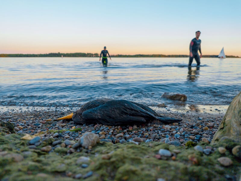 A dead bird lies on a rocky lake shore in the foreground, while two people in wetsuits walk in shallow water behind it. A sailboat is visible in the distance under a clear sky.