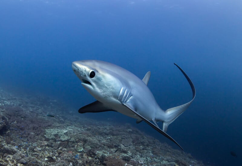 A thresher shark swims near the ocean floor, its long tail fin trailing behind and its mouth slightly open; the water around is clear blue with coral and rocks visible below.