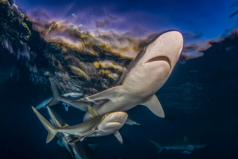 Underwater scene featuring several sharks swimming, with one large shark in the foreground and others visible in the background beneath a surface reflecting light and colors.