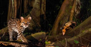A spotted wildcat walks on forest ground at night; nearby, a small opossum climbs over tree roots, both surrounded by thick tree trunks and dense vegetation.